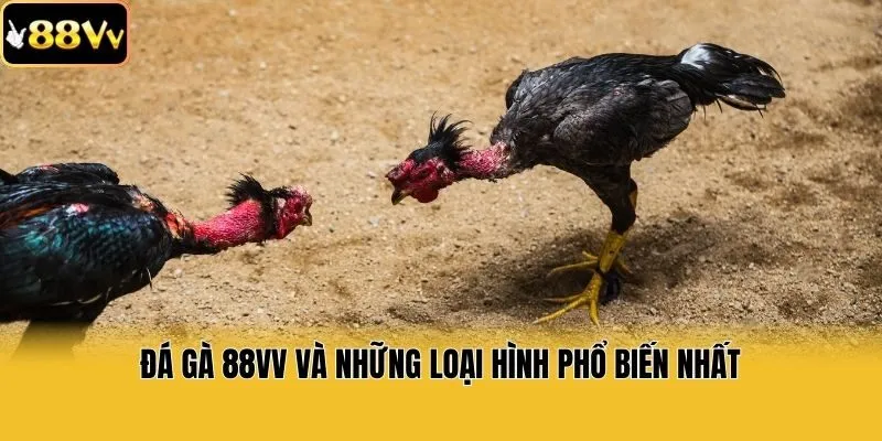 Đá gà 88vv và những loại hình phổ biến nhất