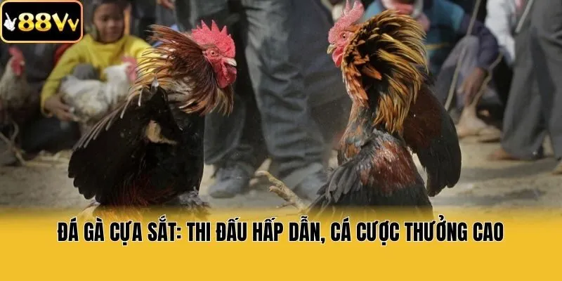 Đá Gà Cựa Sắt: Thi Đấu Hấp Dẫn, Cá Cược Thưởng Cao