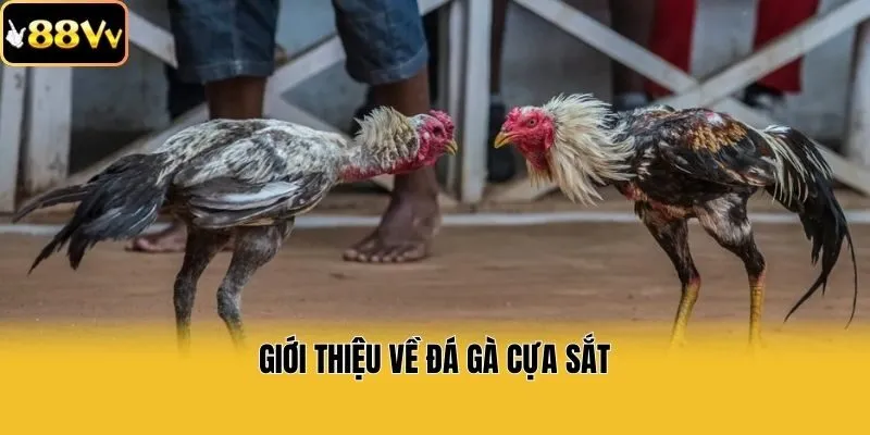 Giới thiệu về đá gà cựa sắt