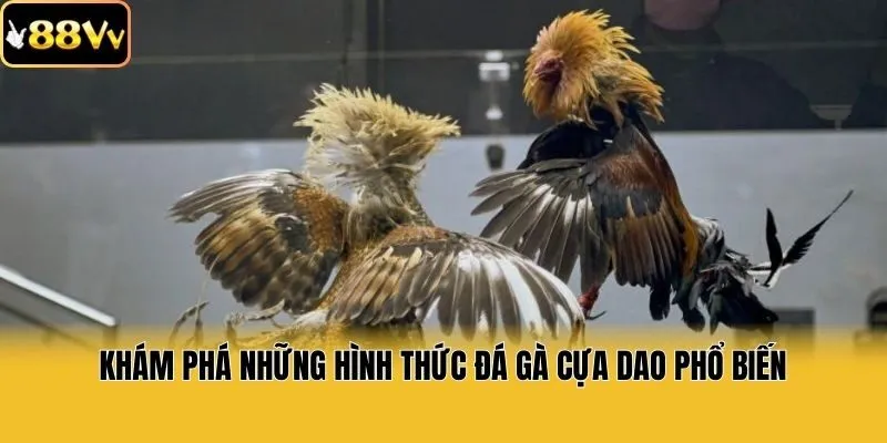Khám phá những hình thức đá gà cựa dao phổ biến