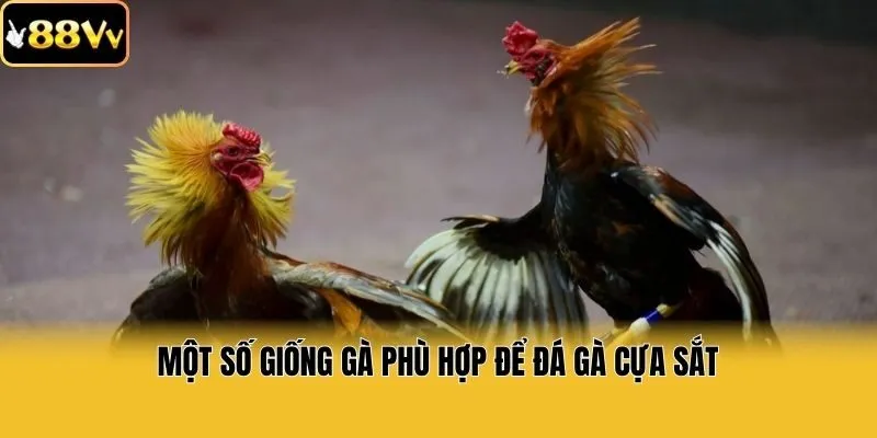 Một số giống gà phù hợp để đá gà cựa sắt